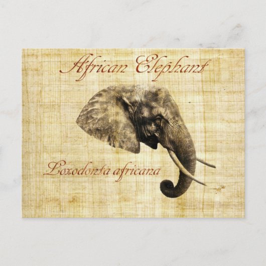 Afrikaanse olifant briefkaart (Voorkant)