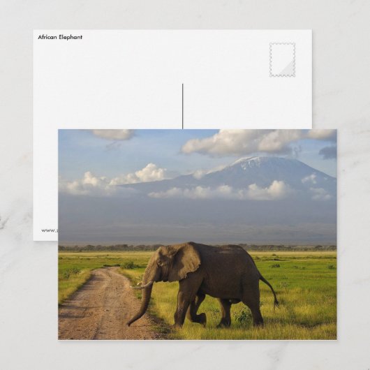 Afrikaanse olifant briefkaart (Voorkant / Achterkant)