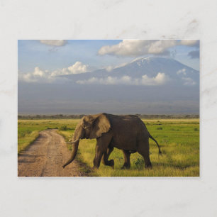 Afrikaanse olifant briefkaart