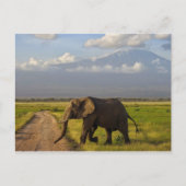 Afrikaanse olifant briefkaart (Voorkant)