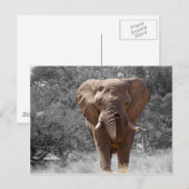 Afrikaanse olifant briefkaart (Voorkant / Achterkant)