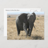 afrikaanse olifant briefkaart (Voorkant / Achterkant)