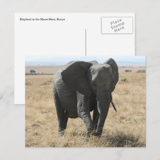 afrikaanse olifant briefkaart (Voorkant / Achterkant)