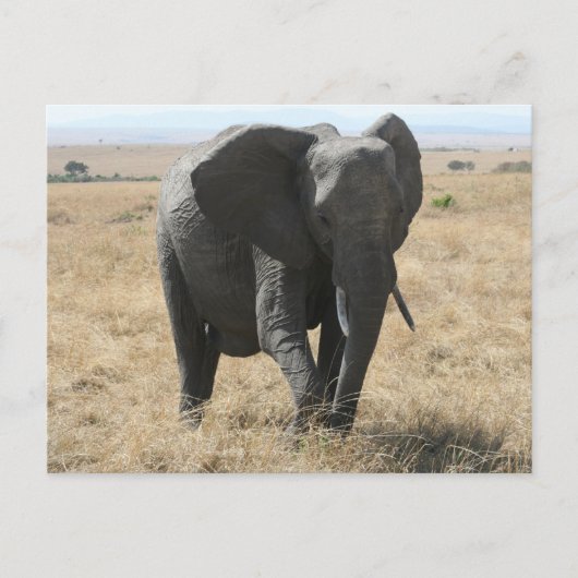 afrikaanse olifant briefkaart (Voorkant)