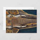 Afrikaanse olifant briefkaart (Voorkant / Achterkant)