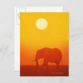 Afrikaanse olifant die op zonsondergang loopt, Ken Briefkaart (Voorkant / Achterkant)