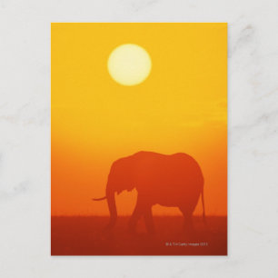 Afrikaanse olifant die op zonsondergang loopt, Ken Briefkaart
