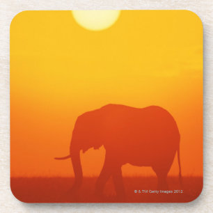 Afrikaanse olifant die tegen zonsondergang loopt,  bier onderzetter