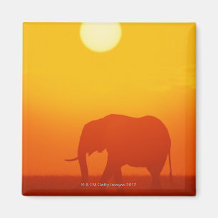 Afrikaanse olifant die tegen zonsondergang loopt,  magneet