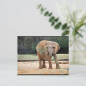 Afrikaanse Olifant Eet Briefkaart (Staand voorkant)