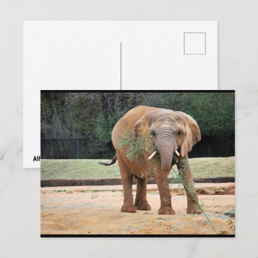 Afrikaanse Olifant Eet Briefkaart (Voorkant / Achterkant)