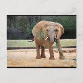 Afrikaanse Olifant Eet Briefkaart (Voorkant)