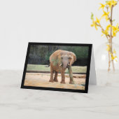 Afrikaanse Olifant Eet Kaart (Gele Bloem)