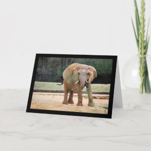 Afrikaanse Olifant Eet Kaart