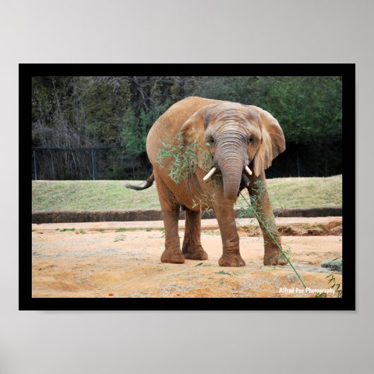 Afrikaanse Olifant Eet Poster (Voorkant)