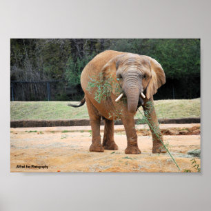 Afrikaanse Olifant Eet Poster