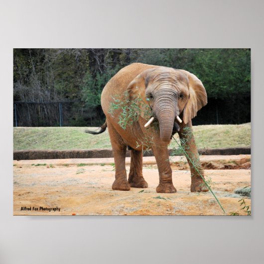 Afrikaanse Olifant Eet Poster (Voorkant)