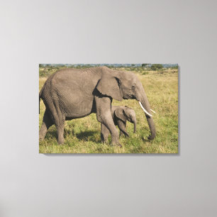 Afrikaanse Olifant en jong (Loxodonta africana), Canvas Afdruk