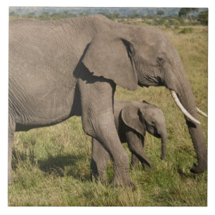 Afrikaanse Olifant en jong (Loxodonta africana), Tegeltje
