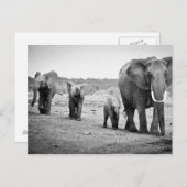 Afrikaanse olifant en kalveren | Kenia, Afrika Briefkaart (Voorkant / Achterkant)