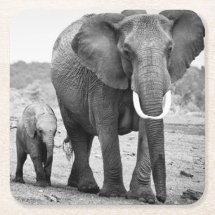 Afrikaanse olifant en kalveren Kenia, Afrika Kartonnen Onderzetters