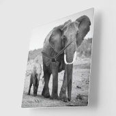 Afrikaanse olifant en kalveren | Kenia, Afrika Vierkante Klok (Hoek)