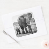 Afrikaanse olifant en kalveren | Kenia, Afrika Vierkante Sticker (Envelop)
