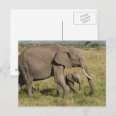 Afrikaanse olifant en krab (Loxodonta africana), Briefkaart (Voorkant / Achterkant)