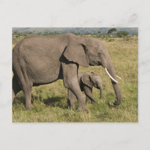 Afrikaanse olifant en krab (Loxodonta africana), Briefkaart