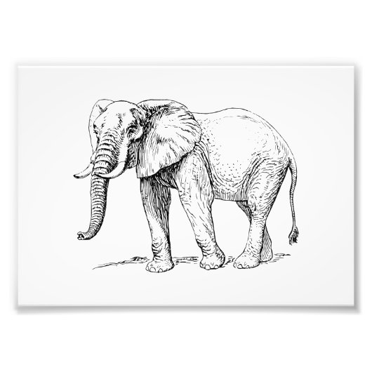 Afrikaanse olifant foto afdruk (Voorkant)