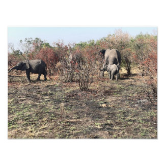 Afrikaanse Olifant foto afdruk