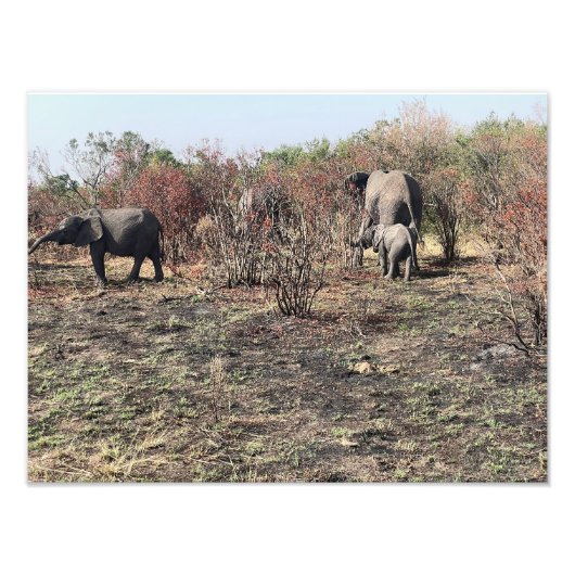 Afrikaanse Olifant foto afdruk (Voorkant)
