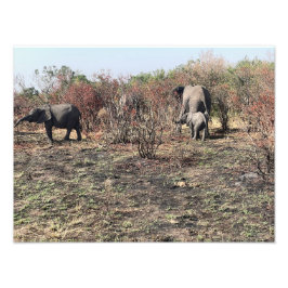 Afrikaanse Olifant Foto Frame Afdruk