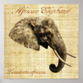 Afrikaanse olifant (geen lijst) poster (Voorkant)