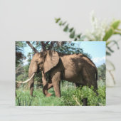 Afrikaanse olifant in de Safari (Staand voorkant)