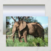 Afrikaanse olifant in de Safari (Voorkant / Achterkant)