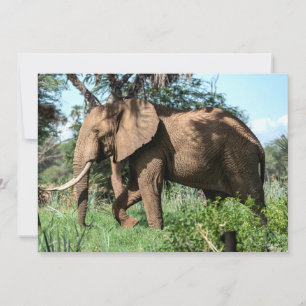 Afrikaanse olifant in de Safari