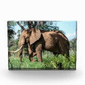 Afrikaanse olifant in de Safari Fotoblokken (Voorkant)