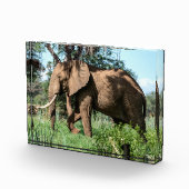 Afrikaanse olifant in de Safari Fotoblokken (Rechts)