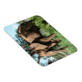 Afrikaanse olifant in de Safari Magneet (Rechterzijde)