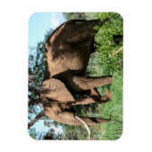 Afrikaanse olifant in de Safari Magneet (Verticaal)