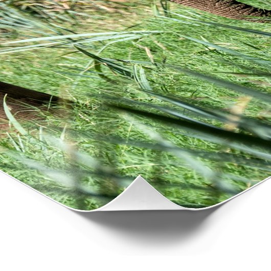 Afrikaanse olifant in de Safari Perfect Poster (Hoek)