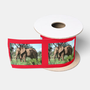 Afrikaanse olifant in de Safari Satijnen Lint