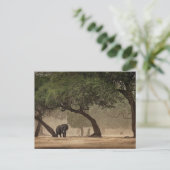 Afrikaanse olifant in het bos, Zimbabwe Briefkaart (Staand voorkant)