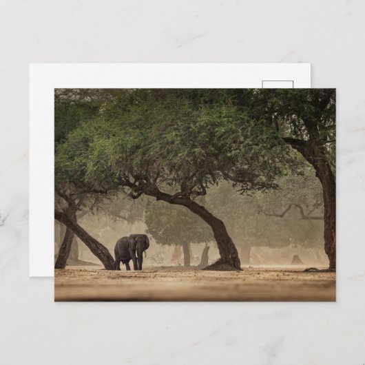 Afrikaanse olifant in het bos, Zimbabwe Briefkaart (Voorkant / Achterkant)