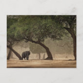 Afrikaanse olifant in het bos, Zimbabwe Briefkaart (Voorkant)