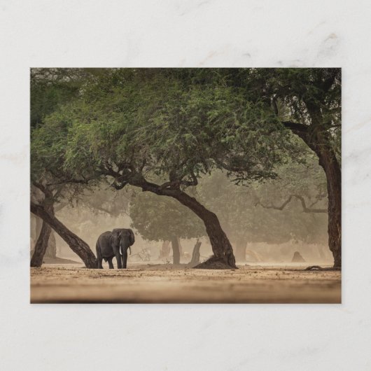 Afrikaanse olifant in het bos, Zimbabwe Briefkaart (Voorkant)