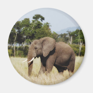 Afrikaanse olifant in Masai Mara, Kenia magneet