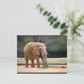 Afrikaanse Olifant in Park Briefkaart (Staand voorkant)