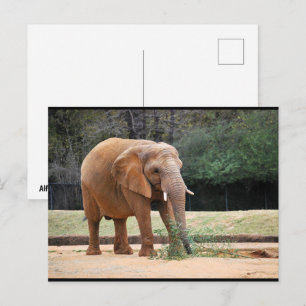 Afrikaanse Olifant in Park Briefkaart